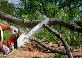 Best Emergency Tree Removal  in Yountville, CA